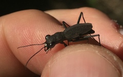 Dromochorus pilatei
