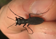 Dromochorus pilatei