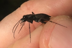 Dromochorus pilatei