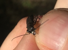 Dromochorus pilatei