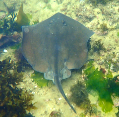 Eastern Shovelnose Stingaree photo 4