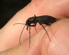 Dromochorus pilatei