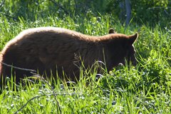 Ursus americanus cinnamomum