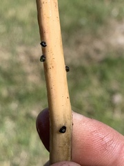 Pyrgulopsis marcida