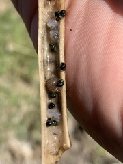 Pyrgulopsis marcida