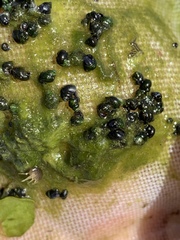 Pyrgulopsis marcida