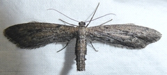 Glaucina nephos