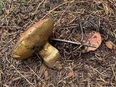 Butyriboletus primiregius