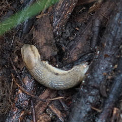 Carinarion