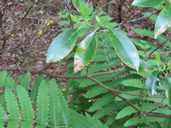 Diaporthe kalmiae