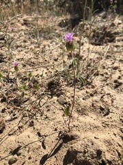 Monardella breweri breweri