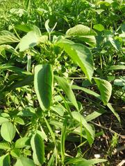 Amaranthus thunbergii