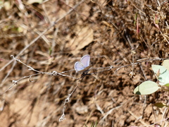 Cupido amyntula