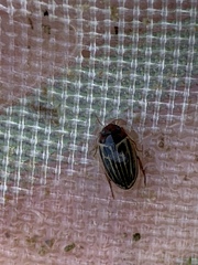 Agabus disintegratus