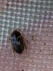 Agabus disintegratus