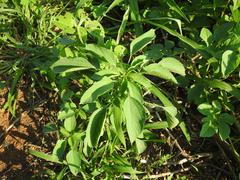 Amaranthus thunbergii