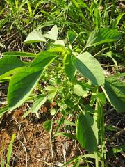 Amaranthus thunbergii