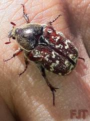 Euphoria leucographa