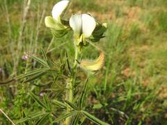 Crotalaria burkeana