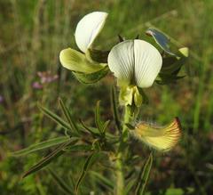 Crotalaria burkeana