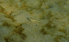 Favonigobius lateralis