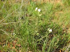 Crotalaria burkeana