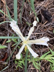 Iris tenuissima