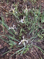 Iris tenuissima