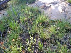 Cyperus rupestris rupestris