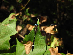 Macrothemis inequiunguis