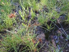 Cyperus rupestris rupestris