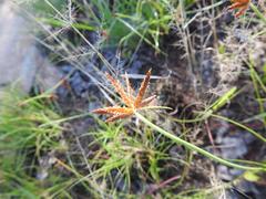 Cyperus rupestris rupestris