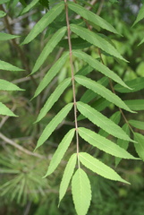 Rhus typhina