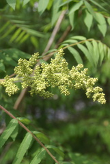 Rhus typhina