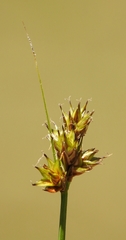 Carex harfordii