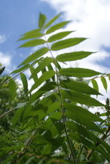 Rhus typhina