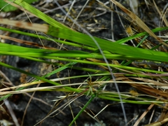 Carex harfordii