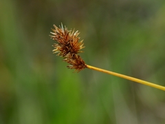 Carex harfordii