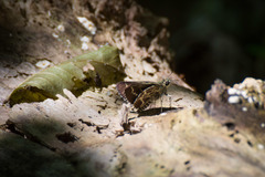 Amblyscirtes aesculapius