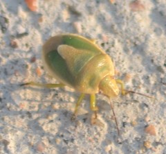 Chlorochroa viridicata