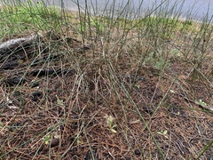 Juncus breweri