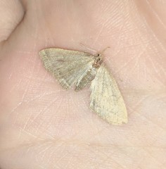 Pechipogo strigilata