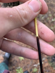 Juncus breweri