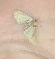 Pechipogo strigilata