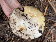 Agaricus moronii