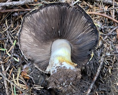 Agaricus moronii