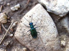 Cicindela laetipennis