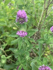 Trifolium pratense