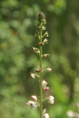Verbascum blattaria