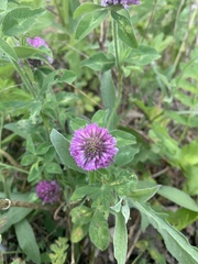 Trifolium pratense